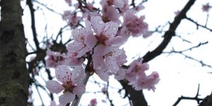 Blossom